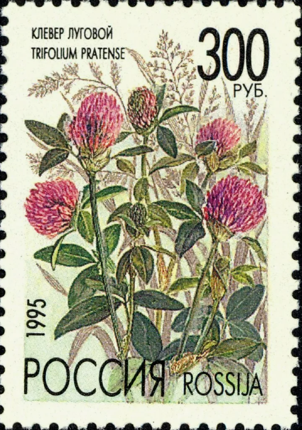 1995 218 Василек луговой 300р