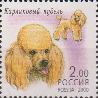 2000 607 Карликовый пудель. Декоративные собаки 2р