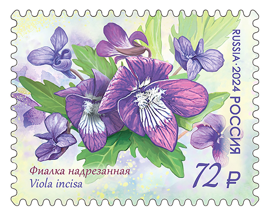 2024 3299 Фиалка надрезанная 72р