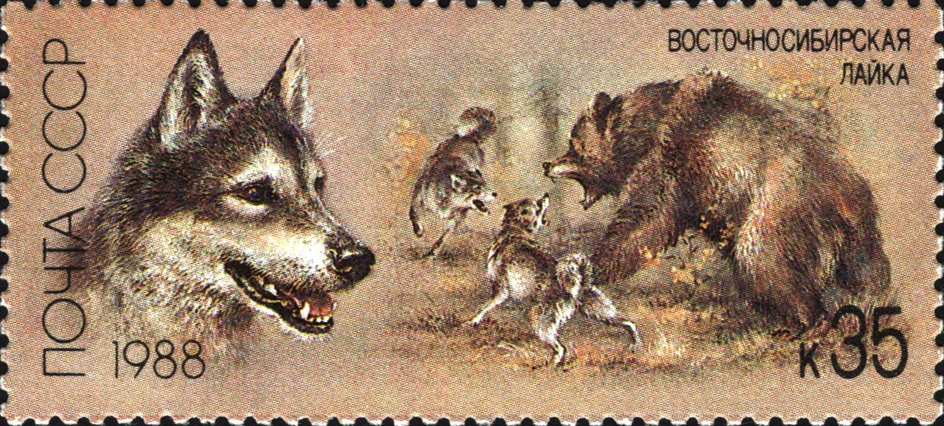 1988 5949 Восточно-сибирская лайка 35к
