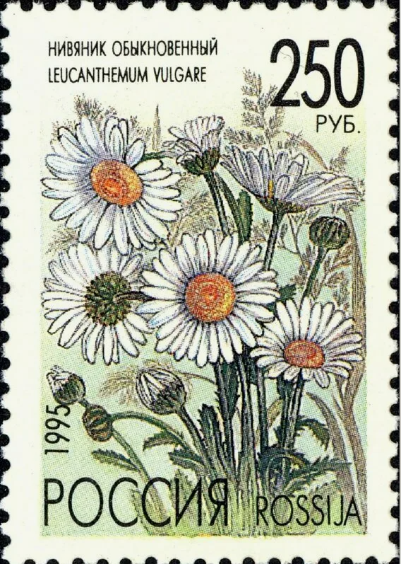 1995 217 Нивяник обыкновенный 250р