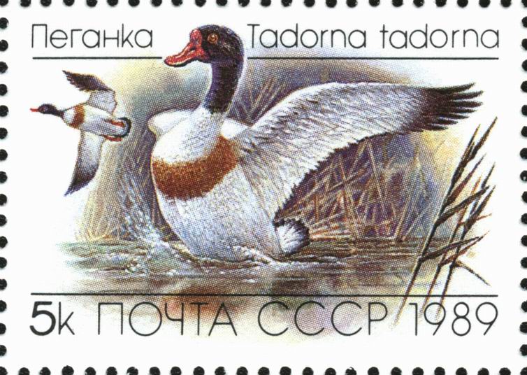 1989 6084 Утка пеганка 5к