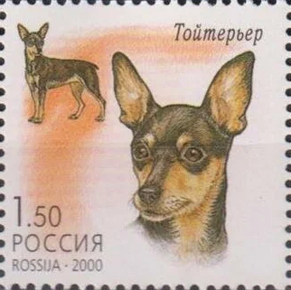 2000 606 Тойтерьер. Декоративные собаки 1.50р