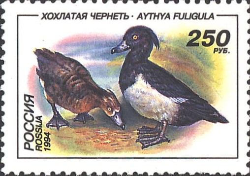 1994 171 Утки Хохлатая чернеть 250р