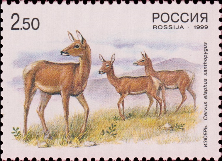 1999 503 Изюбрь-самка 2.50р