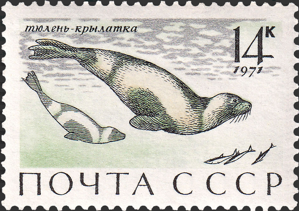 1971 4041 Тюлень-крылатка 14к