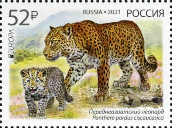 2021 2722 Переднеазиатский леопард 52р