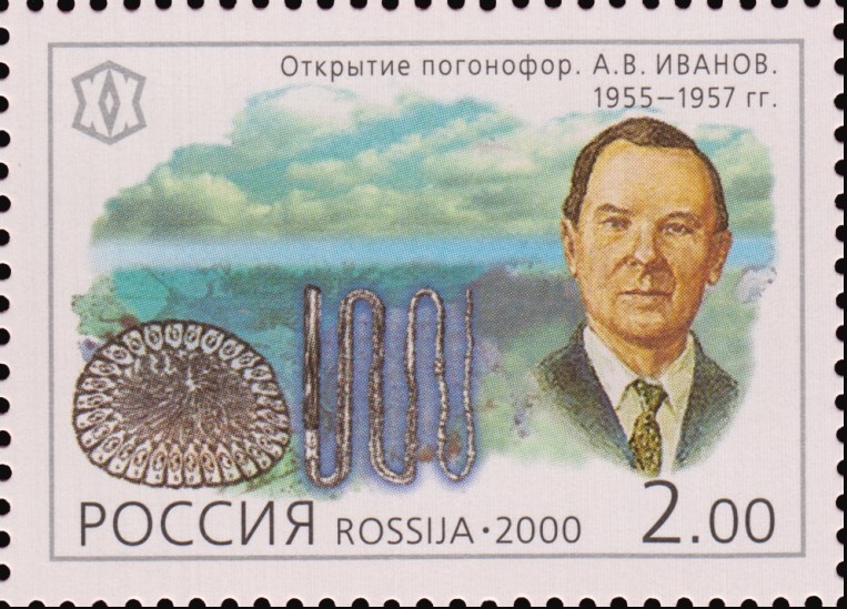 2000 601 Открытие погонофор. А.В. Иванов. 1955-1957 гг. 2р