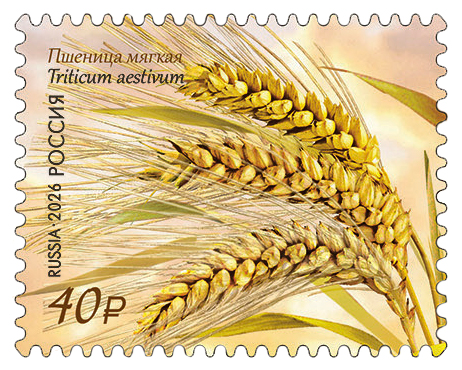 2026 3689 Пшеница мягкая 40р