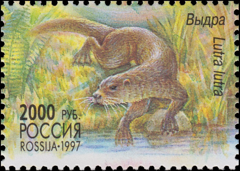 1997 379 Выдра 2000р