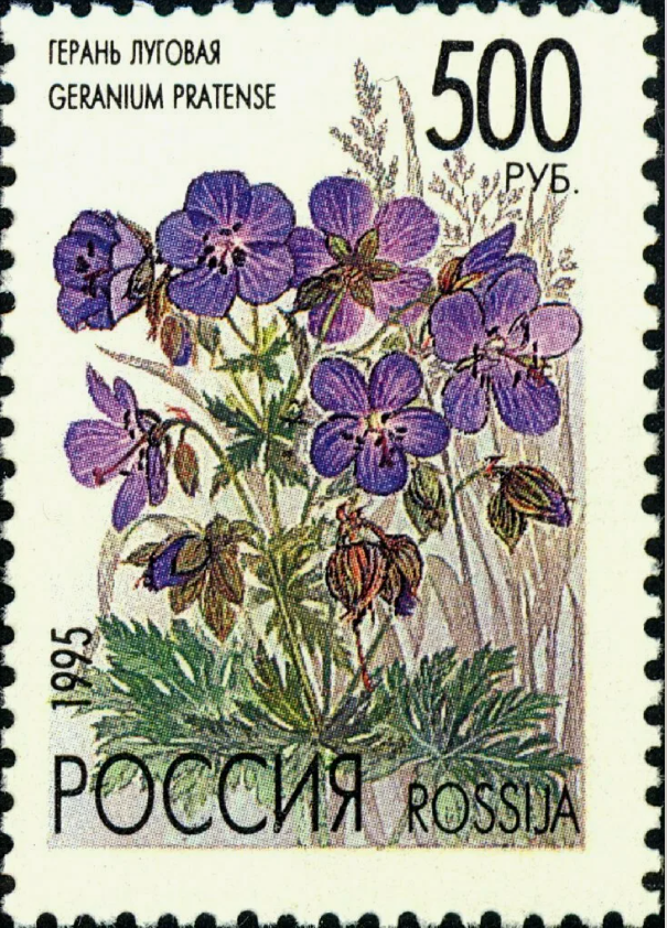 1995 219 Герань луговая 500р