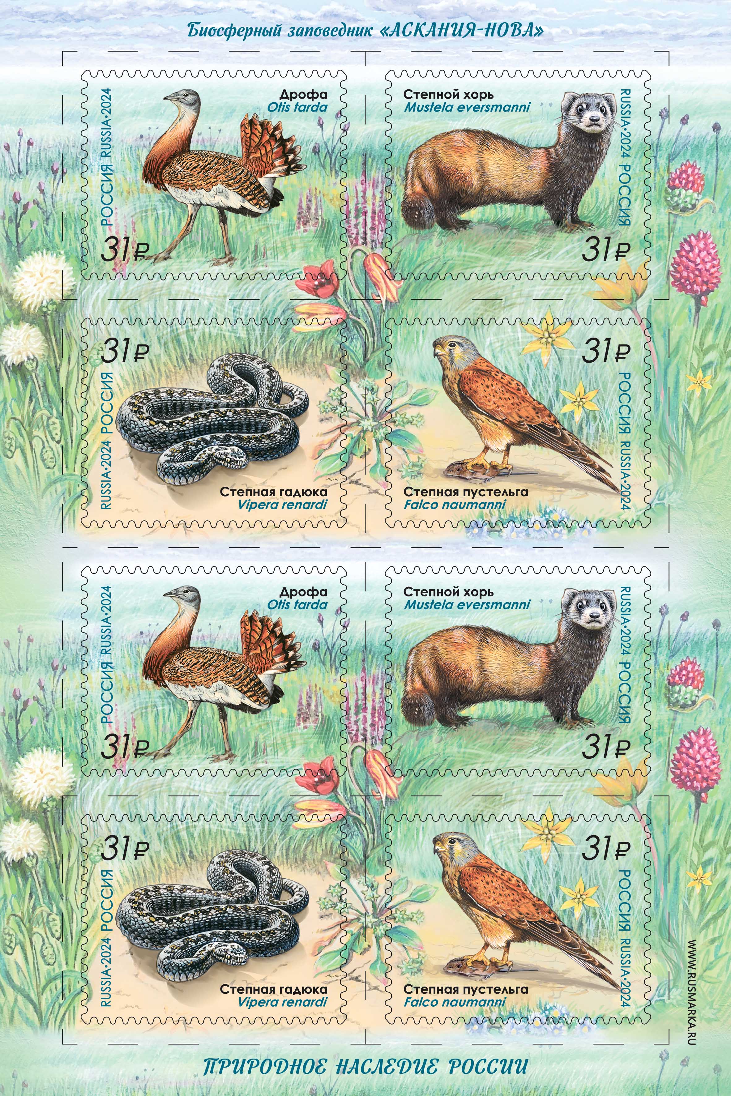 2024 3302 Степная гадюка 31р