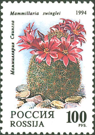 1994 145 Кактусы. Маммиллярия Свингла 100р