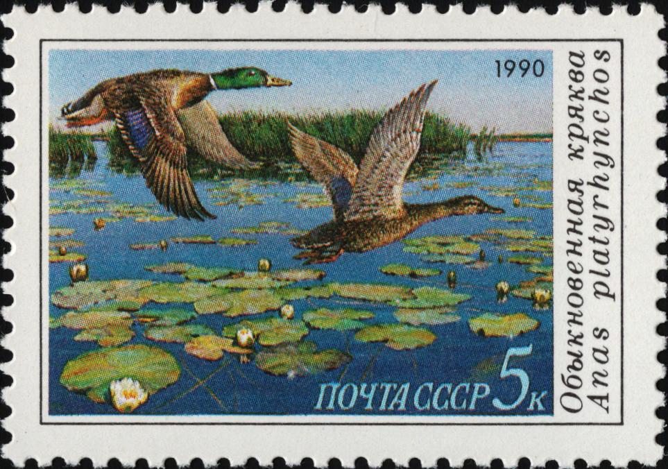 1990 6220 Утка обыкновенная кряква 5к