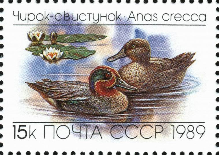 1989 6085 Утка чирок-свистунок 15к