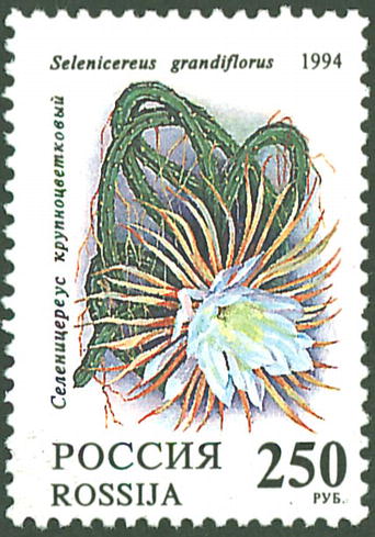 1994 148 Кактусы. Селеницереус крупноцветковый 250р