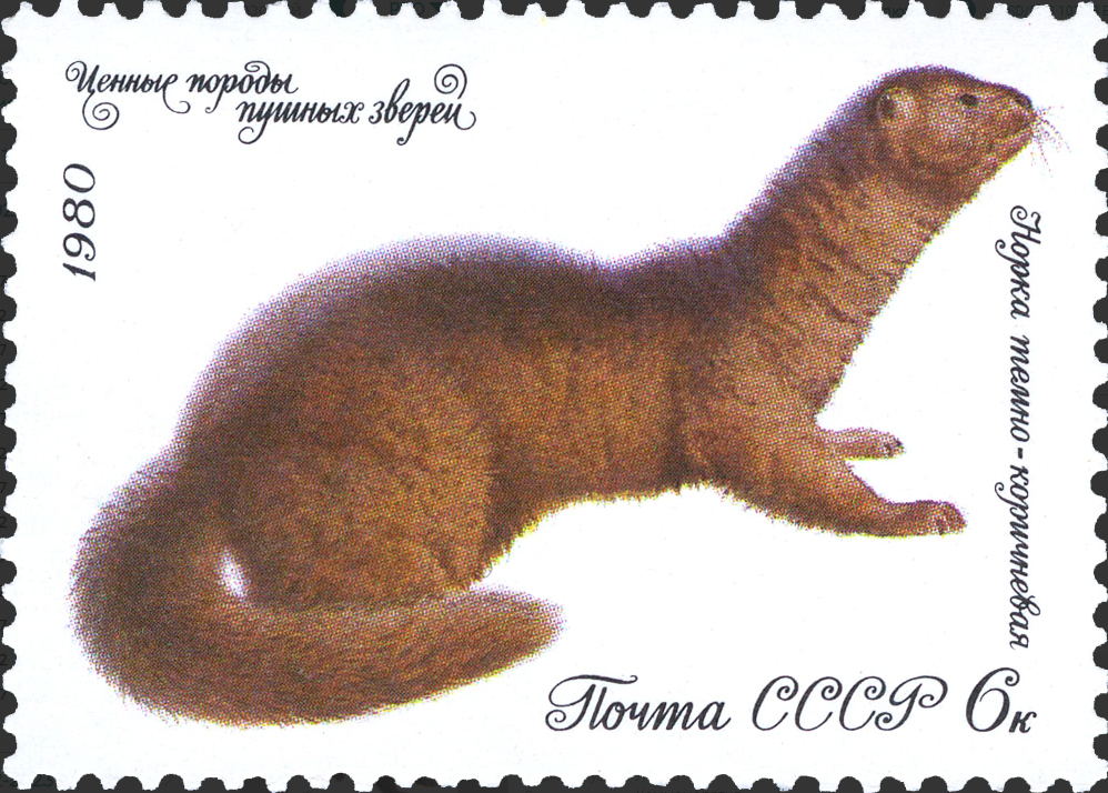 1980 5088 Темно-коричневая норка 6к