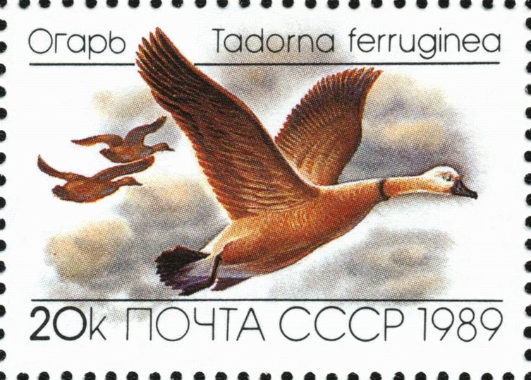 1989 6086 Утка огарь 20к