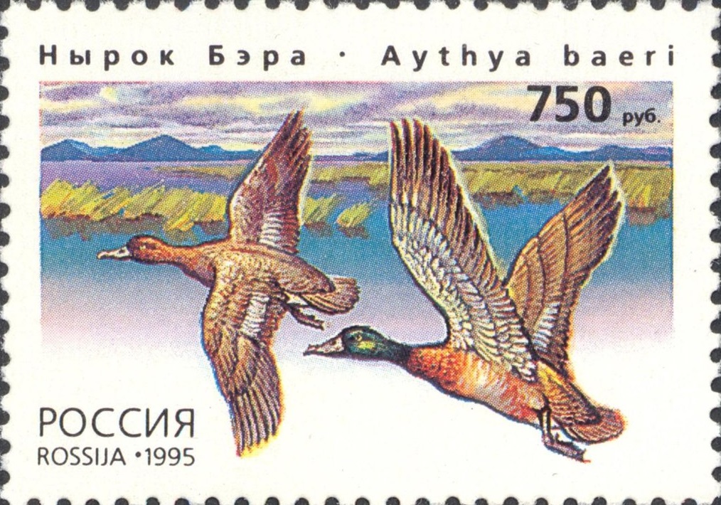 1995 243 Утки Нырок Бэра 750р