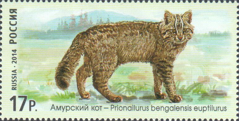 2014 1848 Амурский кот. Дикие кошки 17р
