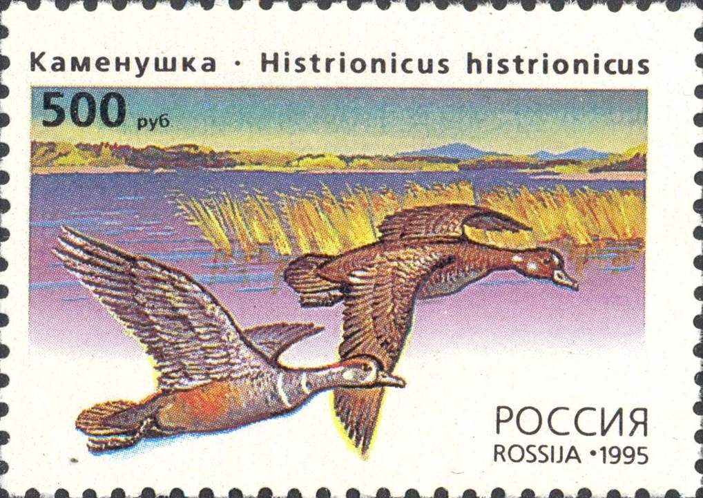1995 242 Утки Каменушка 500р