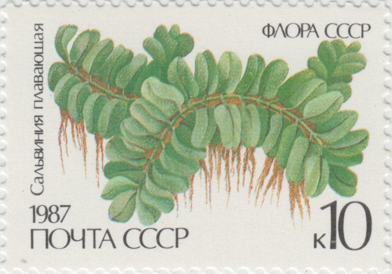 1987 5848 Папоротник Сальвиния плавающая 10к