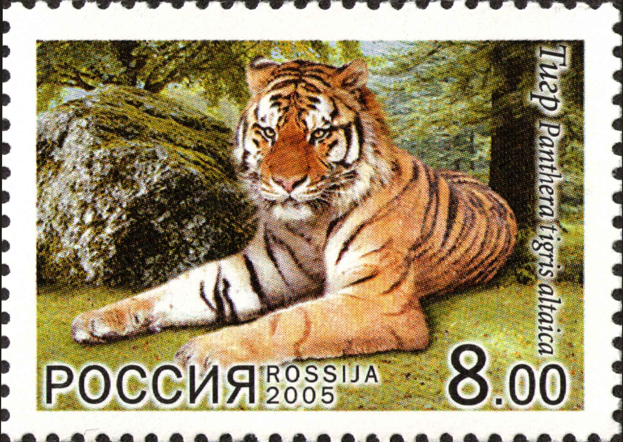 2005 1033 Тигр 8р