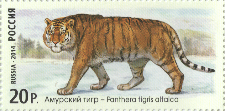 2014 1890  Амурский тигр 20р