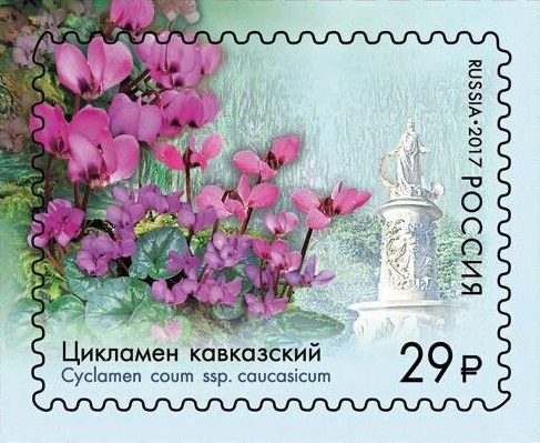 2017 2211 Цикламен кавказский 29р