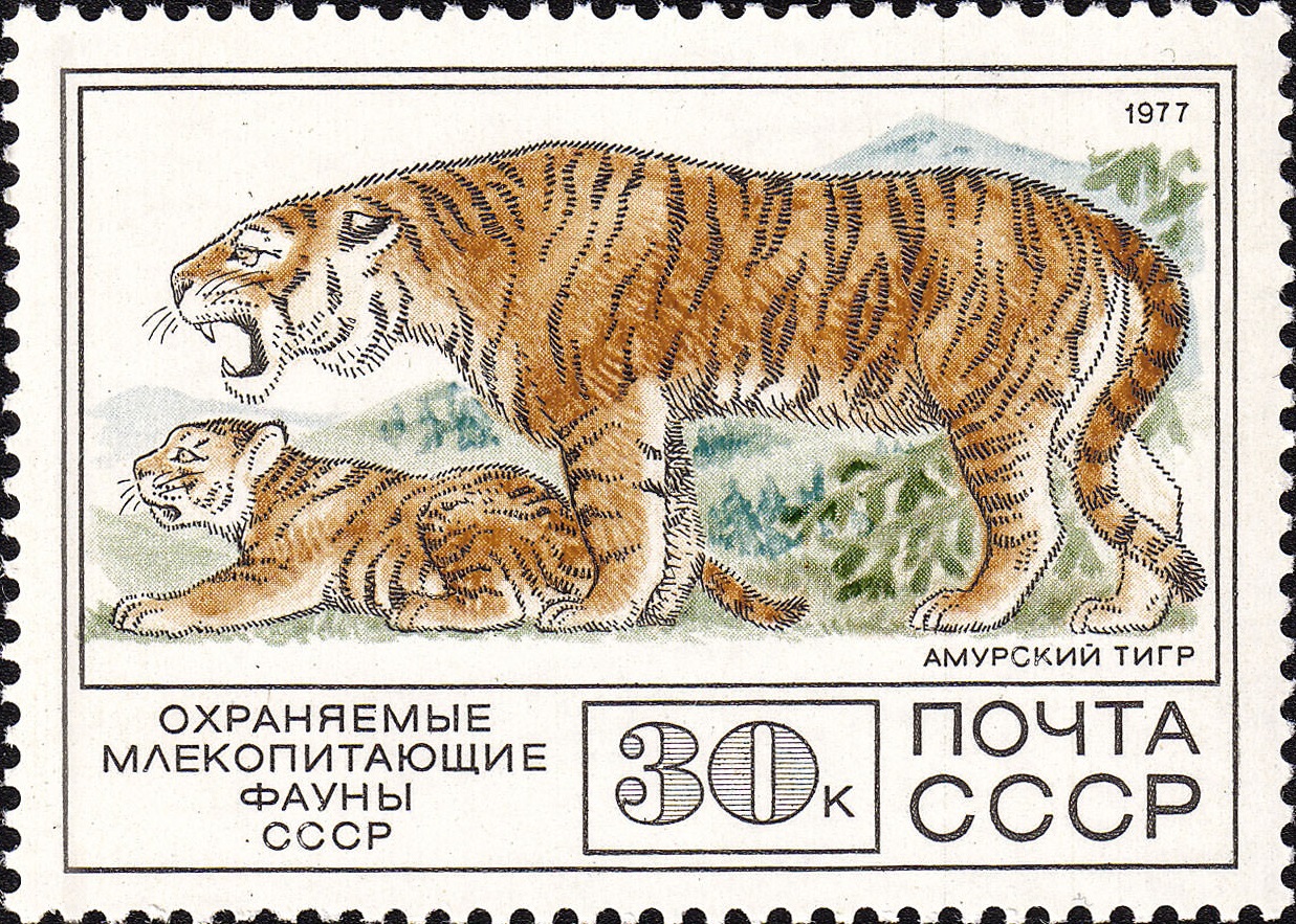 1977 4789 Амурский тигр 30к