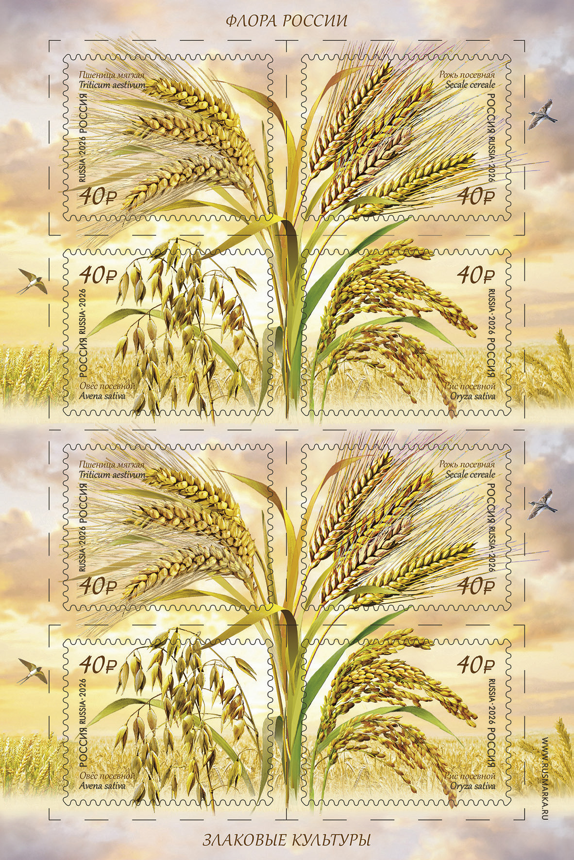 2026 3689 Пшеница мягкая 40р