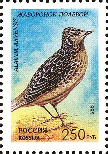 1995 221 Жаворонок полевой 250р