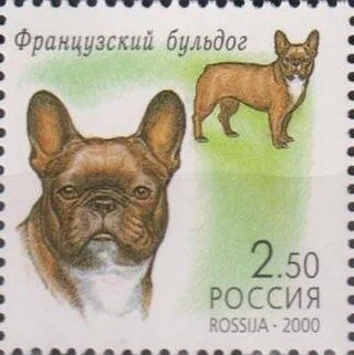 2000 608 Французский бульдог. Декоративные собаки 2.50р