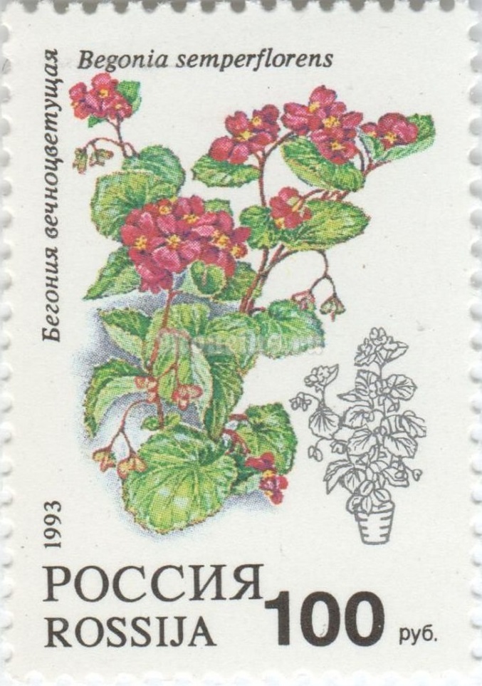 1993 081 Комнатные цветы. Бегония вечноцветущая 100р
