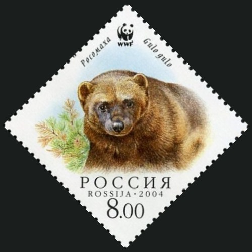 2004 966 Голова росомахи 8р