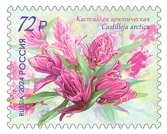 2024 3296 Кастиллея арктическая 72р