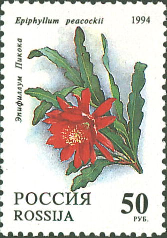 1994 144 Кактусы. Эпифиллум Пикока 50р