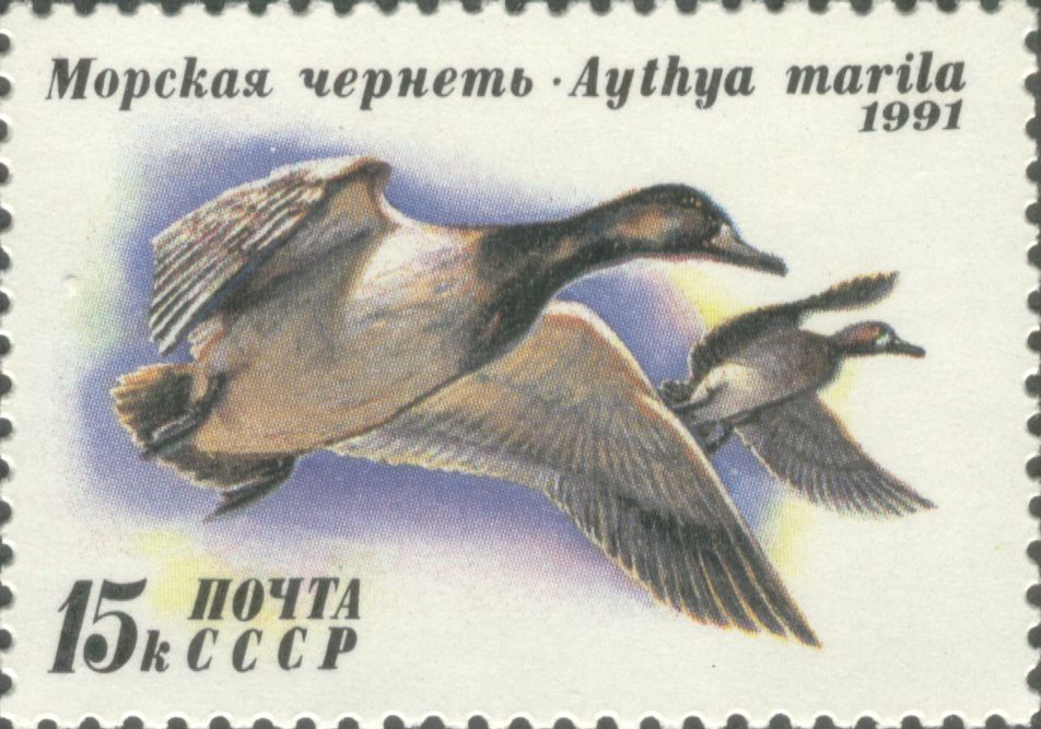 1991 6335 Утка морская чернеть 15к