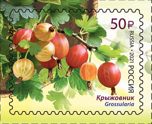 2021 2757 Крыжовник 50р