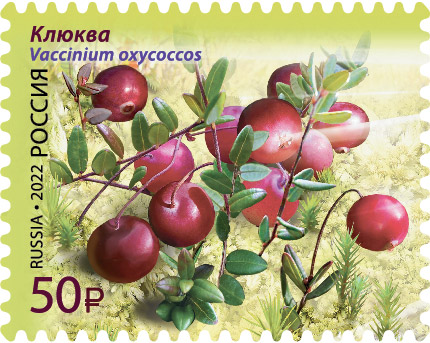 2022 2884 Клюква 50р
