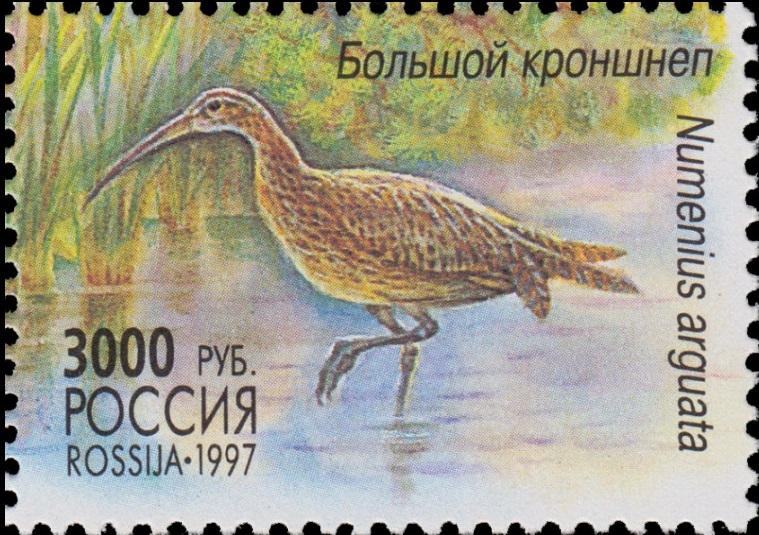 1997 380 Большой кроншнеп 3000р