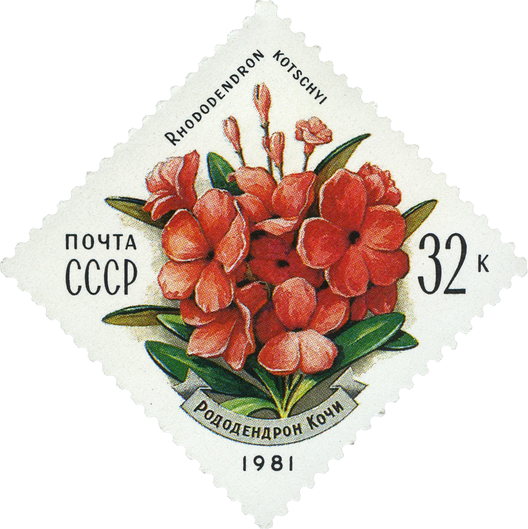 1981 5196 Рододендрон Кочи. Цветы украинских Карпат 32к