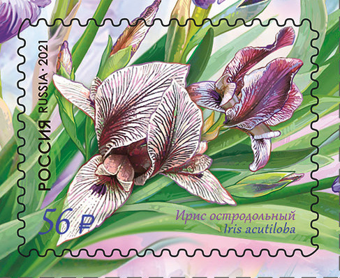 2021 2743 Ирис остродольный 56р