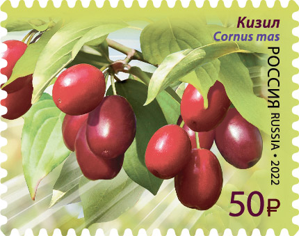 2022 2885 Кизил 50р