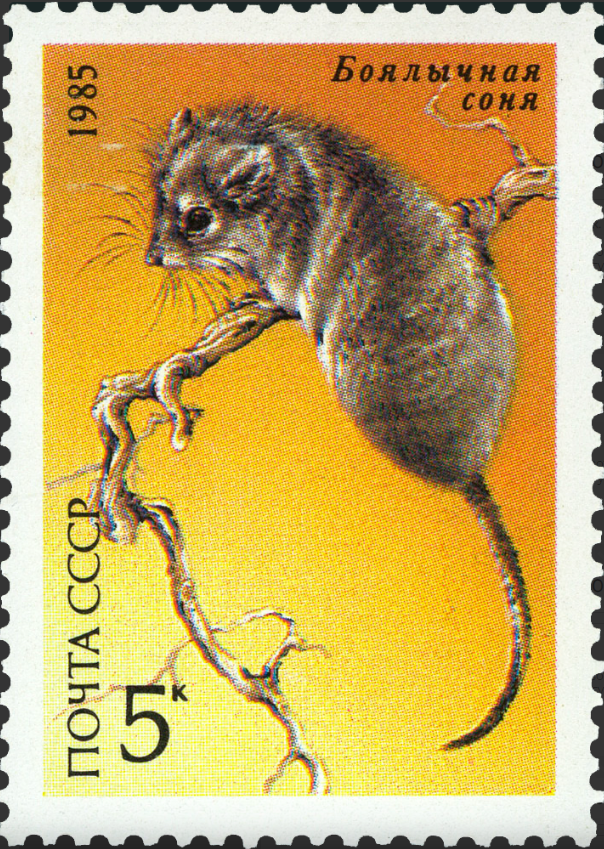 1985 5660 Боялычная соня 5к