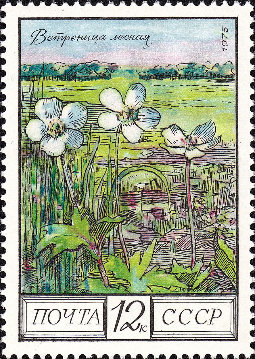 1975 4533 Ветреница лесная 12к