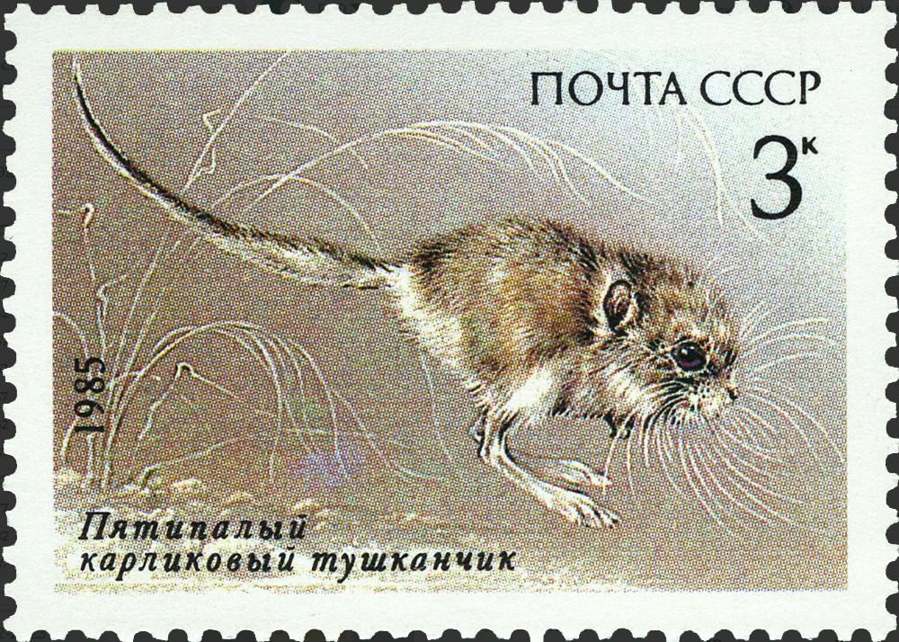 1985 5659 Пятипалый карликовый тушканчик 3к