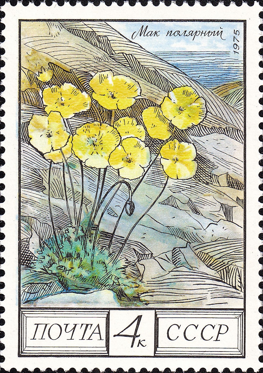 1975 4530 Мак полярный 4к