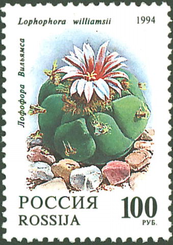 1994 146 Кактусы. Лофофора Вильямса 100р