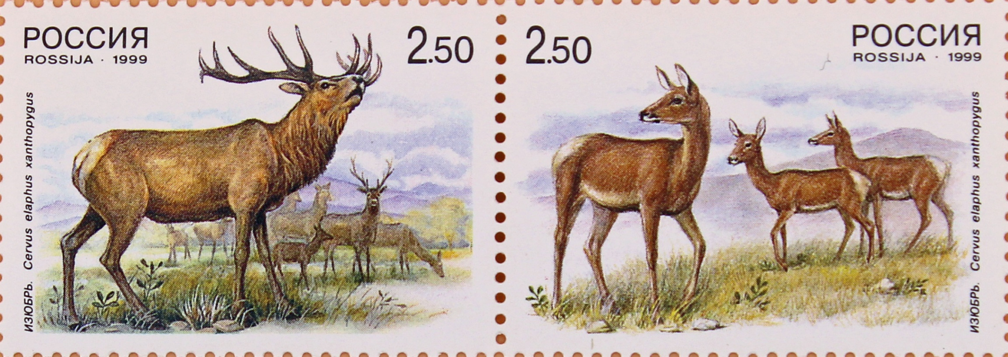 1999 502 Изюбрь-самец 2.50р